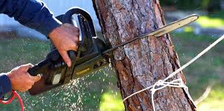 Best Emergency Tree Removal  in Von Ormy, TX